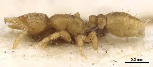 Strumigenys minima - CASENT0900042