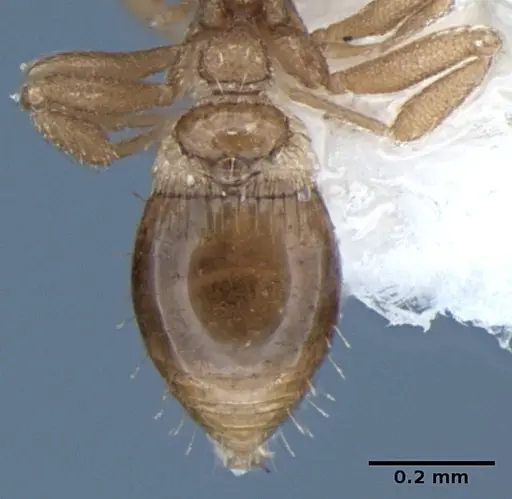 Strumigenys miniteras specimen