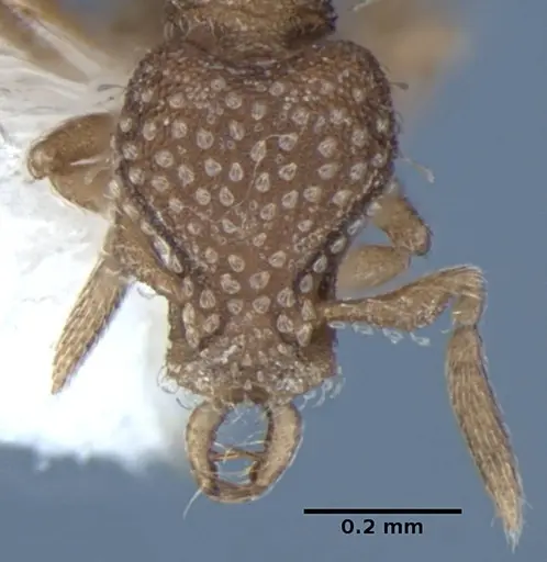 Strumigenys miniteras specimen