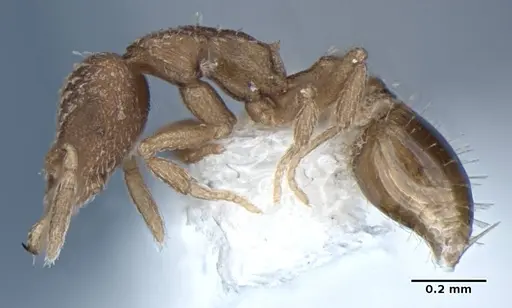 Strumigenys miniteras - ANIC32-017741