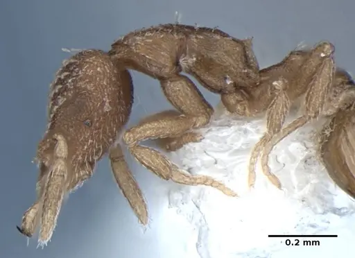 Strumigenys miniteras - ANIC32-017741