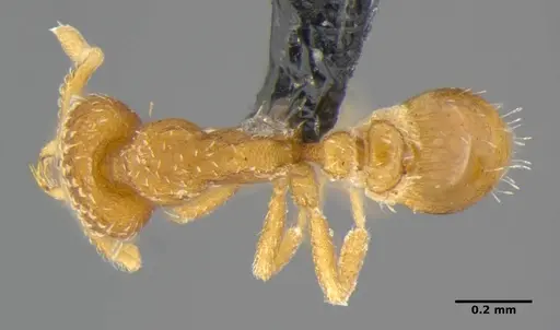 Strumigenys miniteras - ANTWEB1032221