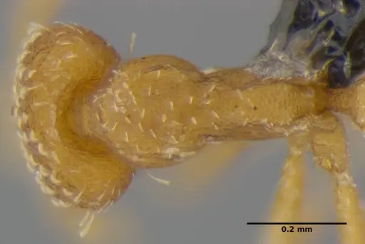 Strumigenys miniteras - ANTWEB1032221