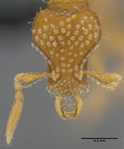 Strumigenys miniteras - ANTWEB1032221