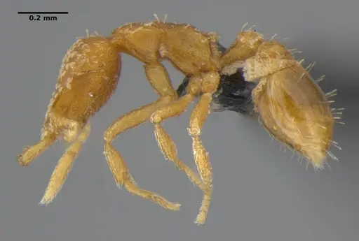 Strumigenys miniteras - ANTWEB1032221