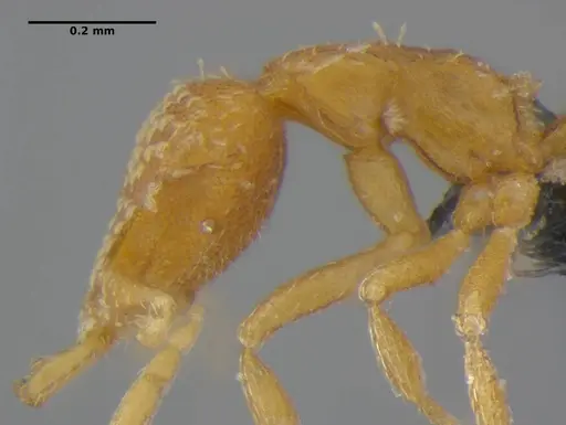 Strumigenys miniteras - ANTWEB1032221