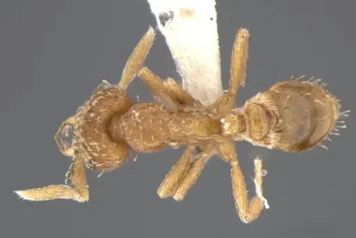 Strumigenys miniteras - ANTWEB1032222