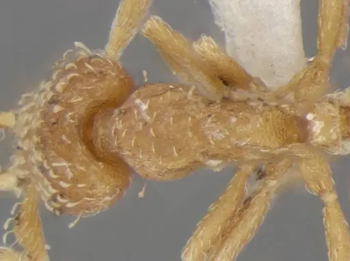 Strumigenys miniteras - ANTWEB1032222