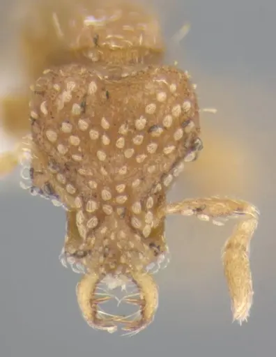 Strumigenys miniteras - ANTWEB1032222