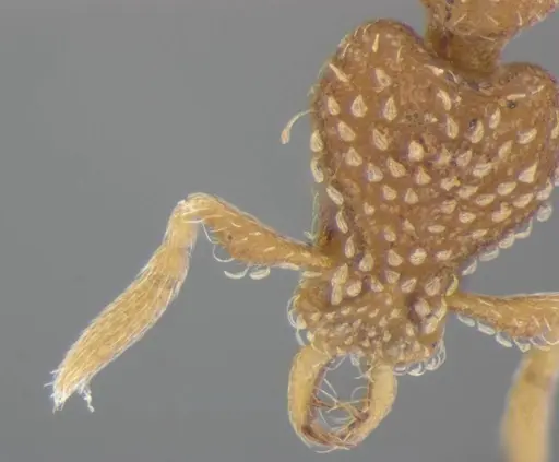 Strumigenys miniteras - ANTWEB1032222