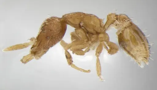 Strumigenys miniteras - ANTWEB1032222