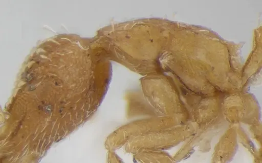 Strumigenys miniteras - ANTWEB1032222