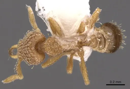 Strumigenys miniteras - CASENT0900918