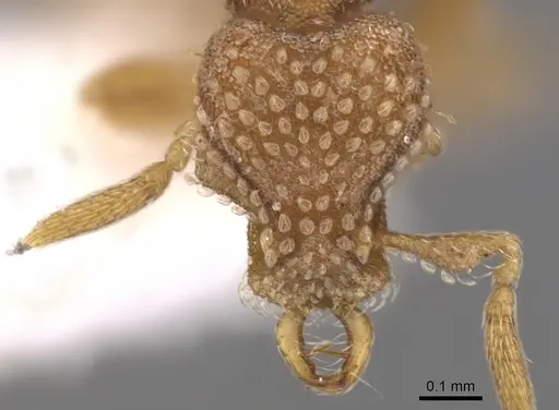 Strumigenys miniteras - CASENT0900918