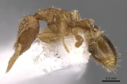 Strumigenys miniteras - CASENT0900918