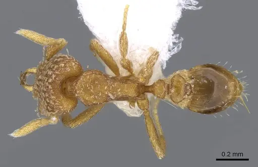 Strumigenys miniteras - CASENT0914848