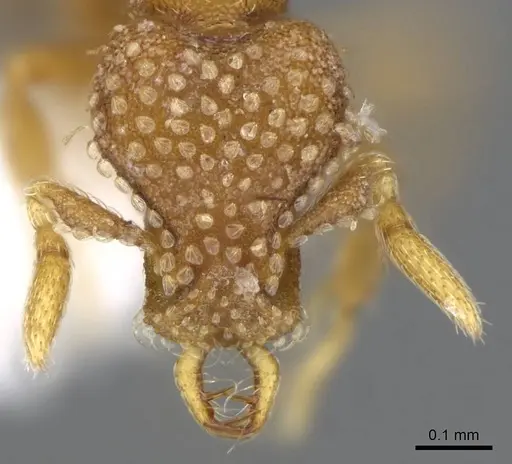 Strumigenys miniteras - CASENT0914848