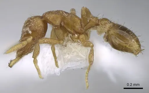 Strumigenys miniteras - CASENT0914848