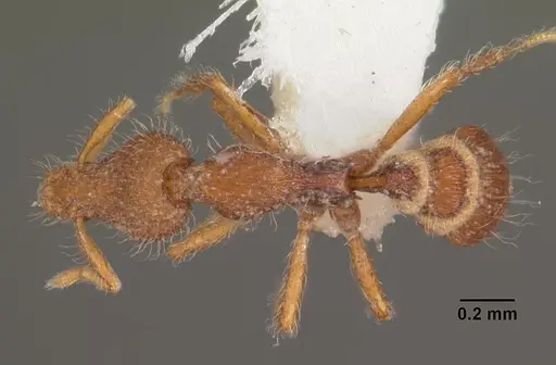 Strumigenys minkara specimen