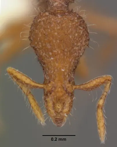Strumigenys minkara specimen