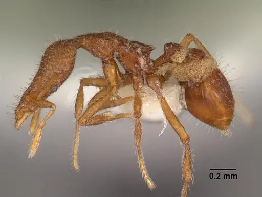 Strumigenys minkara specimen