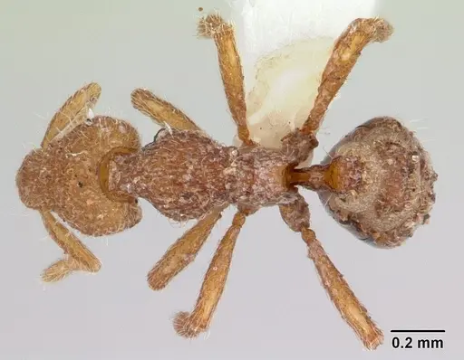 Strumigenys minkara - CASENT0178315