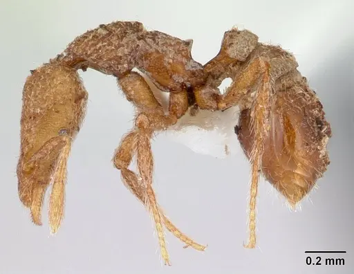 Strumigenys minkara - CASENT0178315