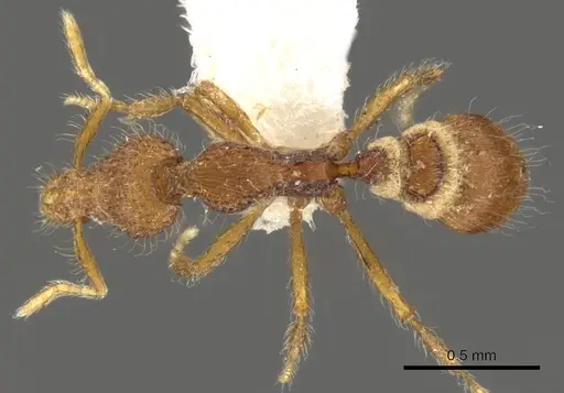 Strumigenys minkara - CASENT0900084