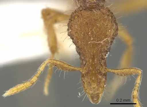 Strumigenys minkara - CASENT0900084