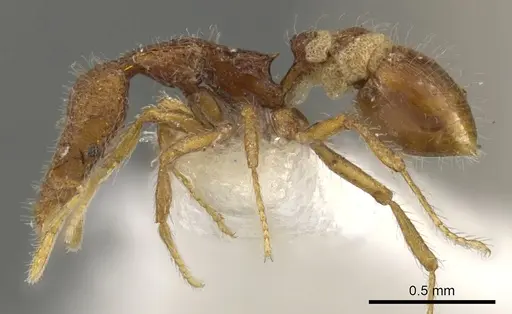 Strumigenys minkara - CASENT0900084