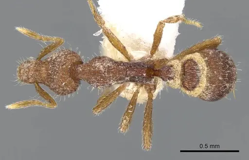 Strumigenys minkara - CASENT0914721