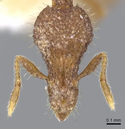 Strumigenys minkara - CASENT0914721