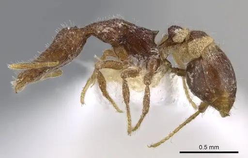 Strumigenys minkara - CASENT0914721