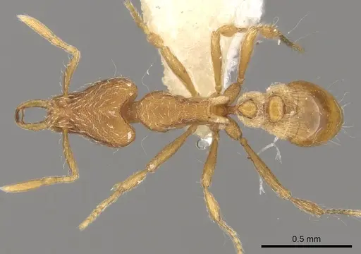 Strumigenys minutula specimen