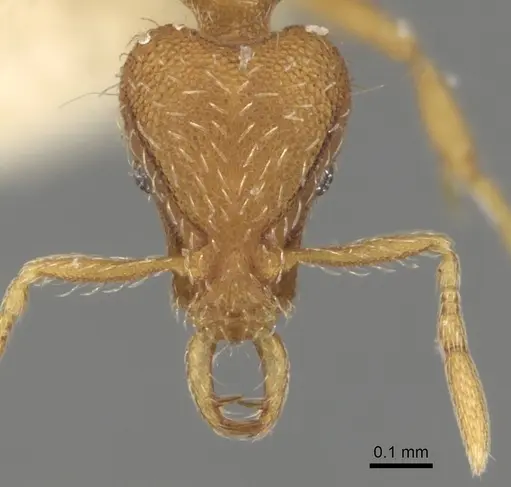 Strumigenys minutula specimen