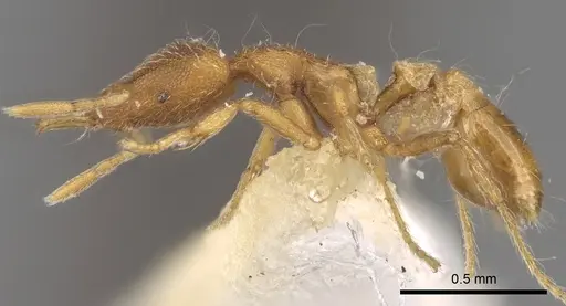 Strumigenys minutula specimen