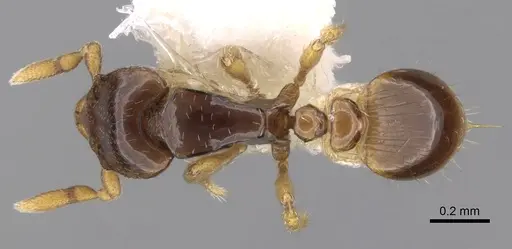 Strumigenys minutula - CASENT0281948