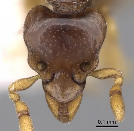 Strumigenys minutula - CASENT0281948