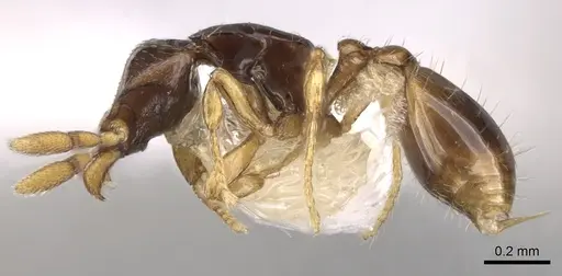 Strumigenys minutula - CASENT0281948