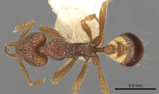 Strumigenys mionova specimen