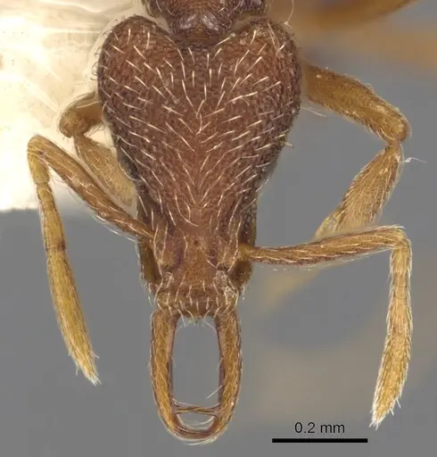 Strumigenys mionova specimen