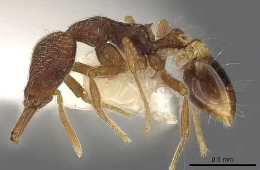 Strumigenys mionova specimen