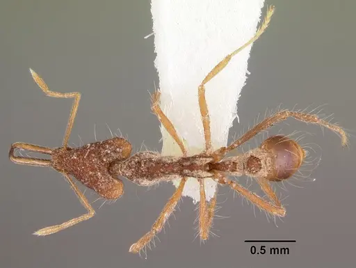 Strumigenys mirifica specimen