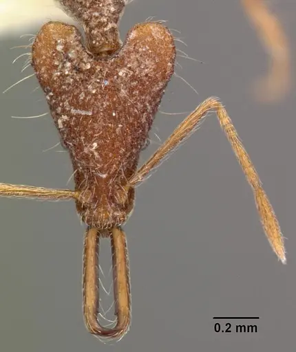 Strumigenys mirifica specimen