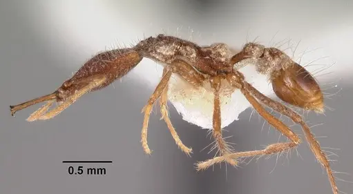 Strumigenys mirifica specimen