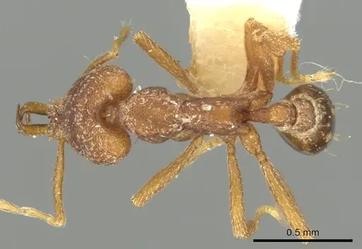 Strumigenys missina specimen