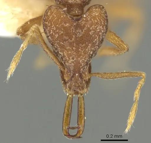Strumigenys missina specimen