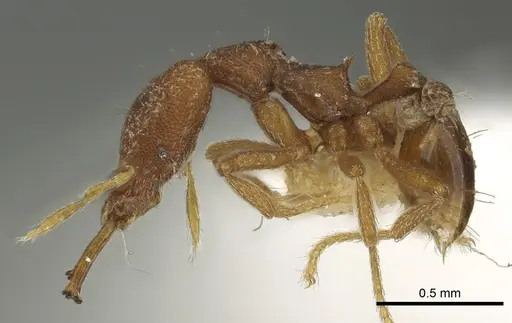 Strumigenys missina specimen