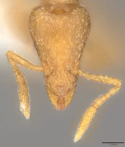 Strumigenys mitis specimen