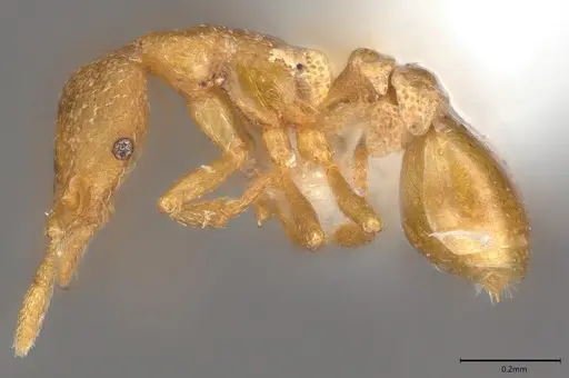 Strumigenys mitis specimen